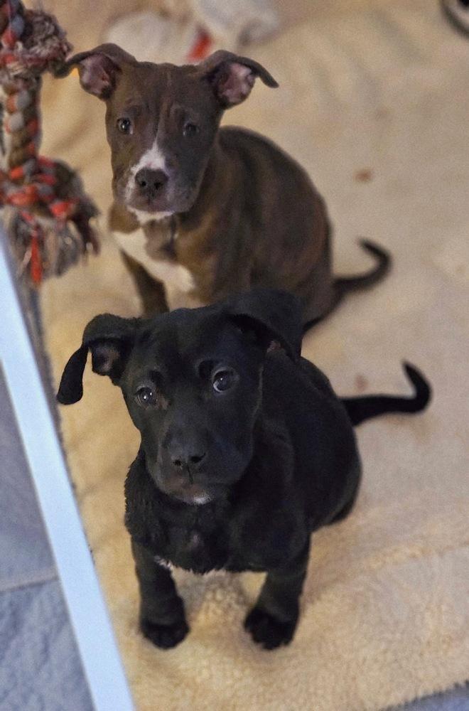 Ollie4, Adoptable, Puppy Female Boxer & Hound.