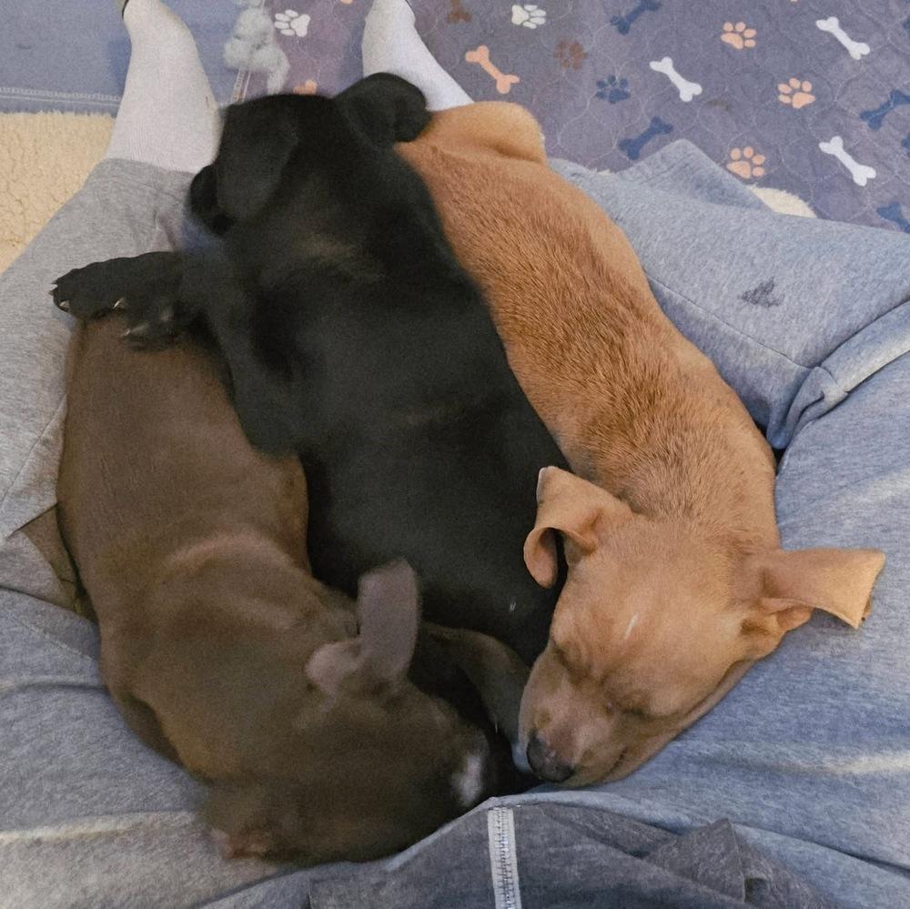 Ollie4, a Adoptable mixed breed in Littleton, CO image 2/6