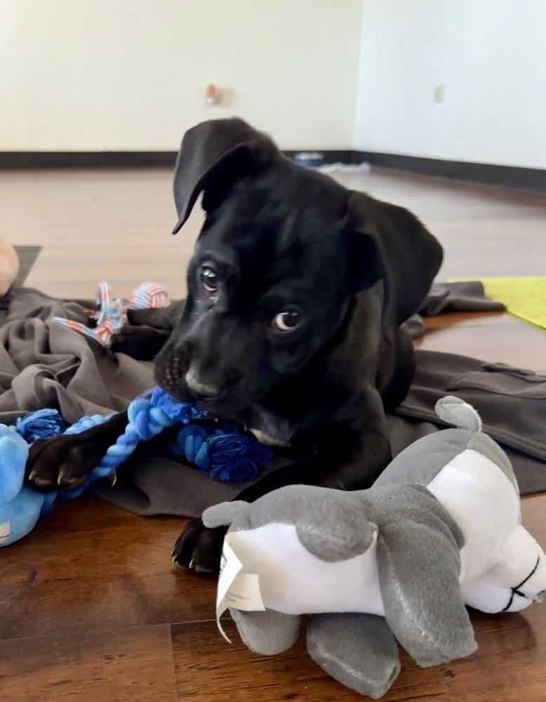 Ollie4, a Adoptable mixed breed in Littleton, CO image 4/6