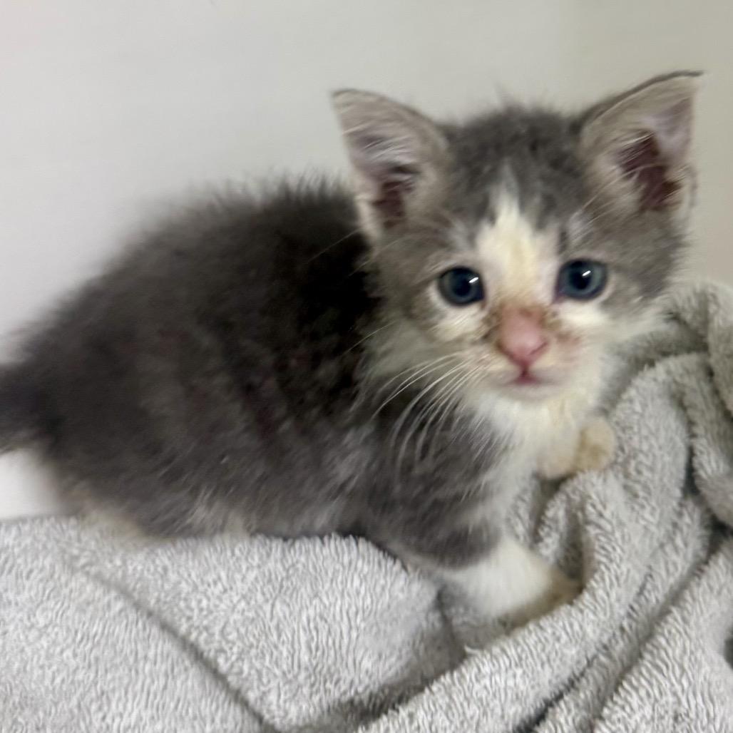 Enlarge Gravy, a Adoptable Domestic Medium Hair in Aldie, VA image 1/2