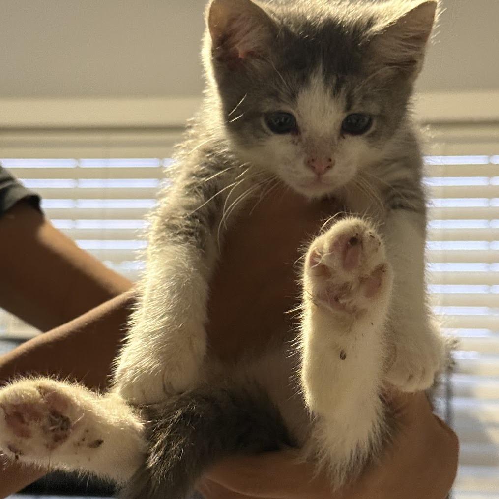 Enlarge Gravy, a Adoptable Domestic Medium Hair in Aldie, VA image 2/2