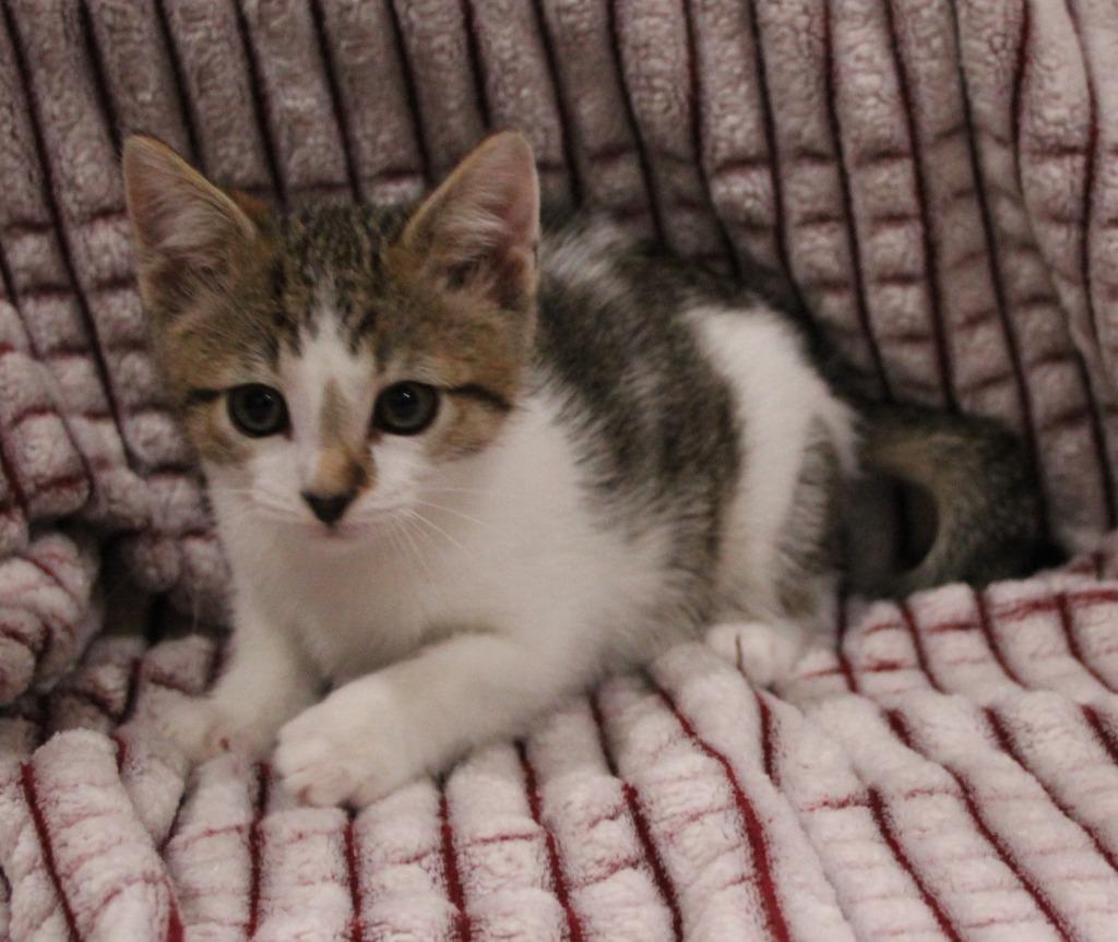 Google, Adoptable, Kitten Male Domestic Short Hair.