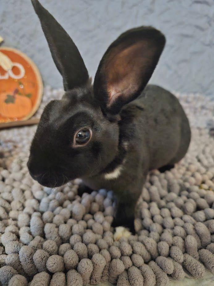 Alexis, Adoptable, Adult Female Mini Rex.