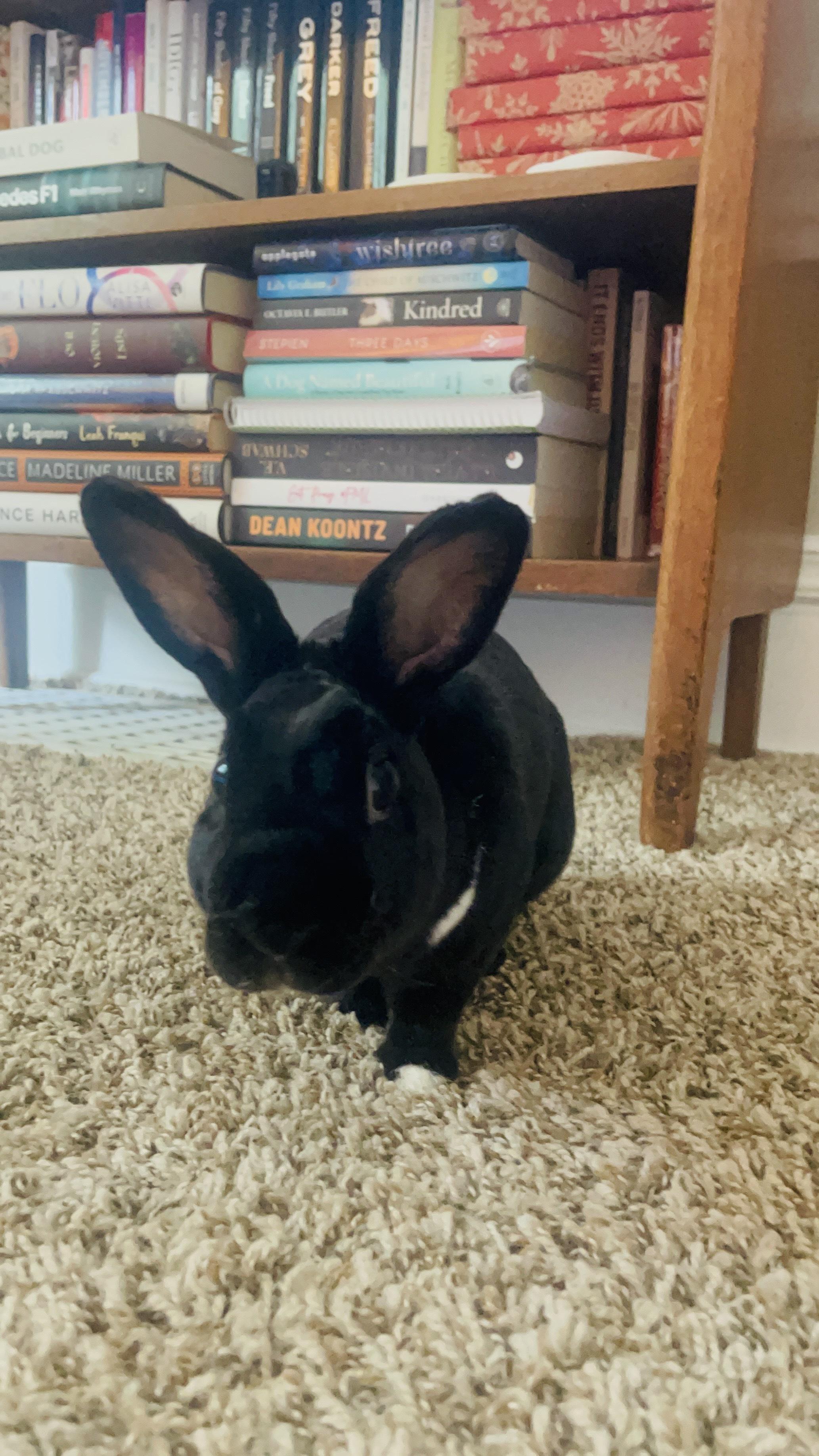 Alexis, a Adoptable Mini Rex in St. Charles, IL image 2/5