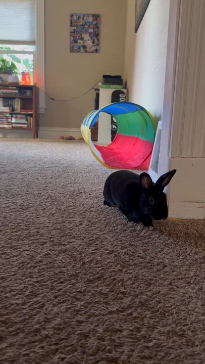 Enlarge Alexis, a Adoptable Mini Rex in St. Charles, IL video 4/5