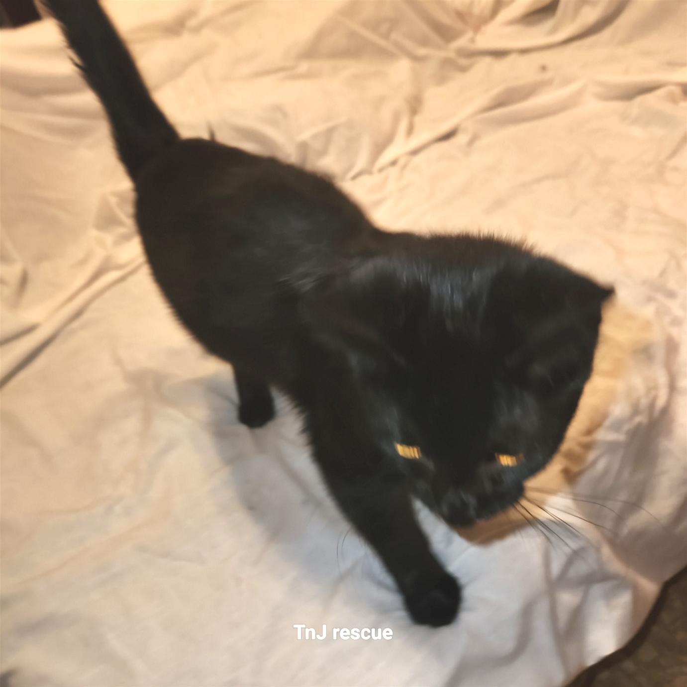 Inky, Adopted, Young Male Domestic Short Hair.