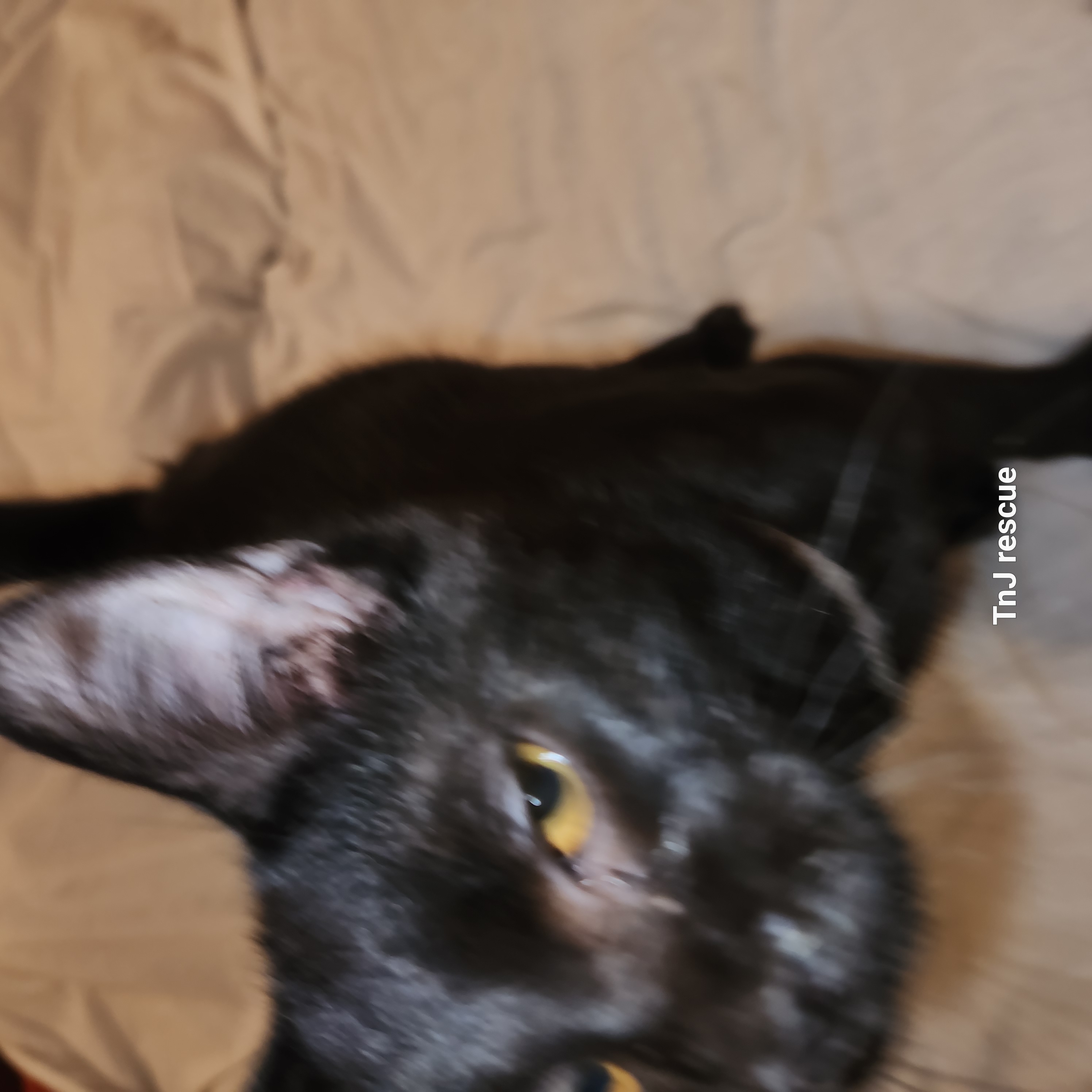 Enlarge Inky, a Adopted Domestic Short Hair in Sharon, PA image 2/2