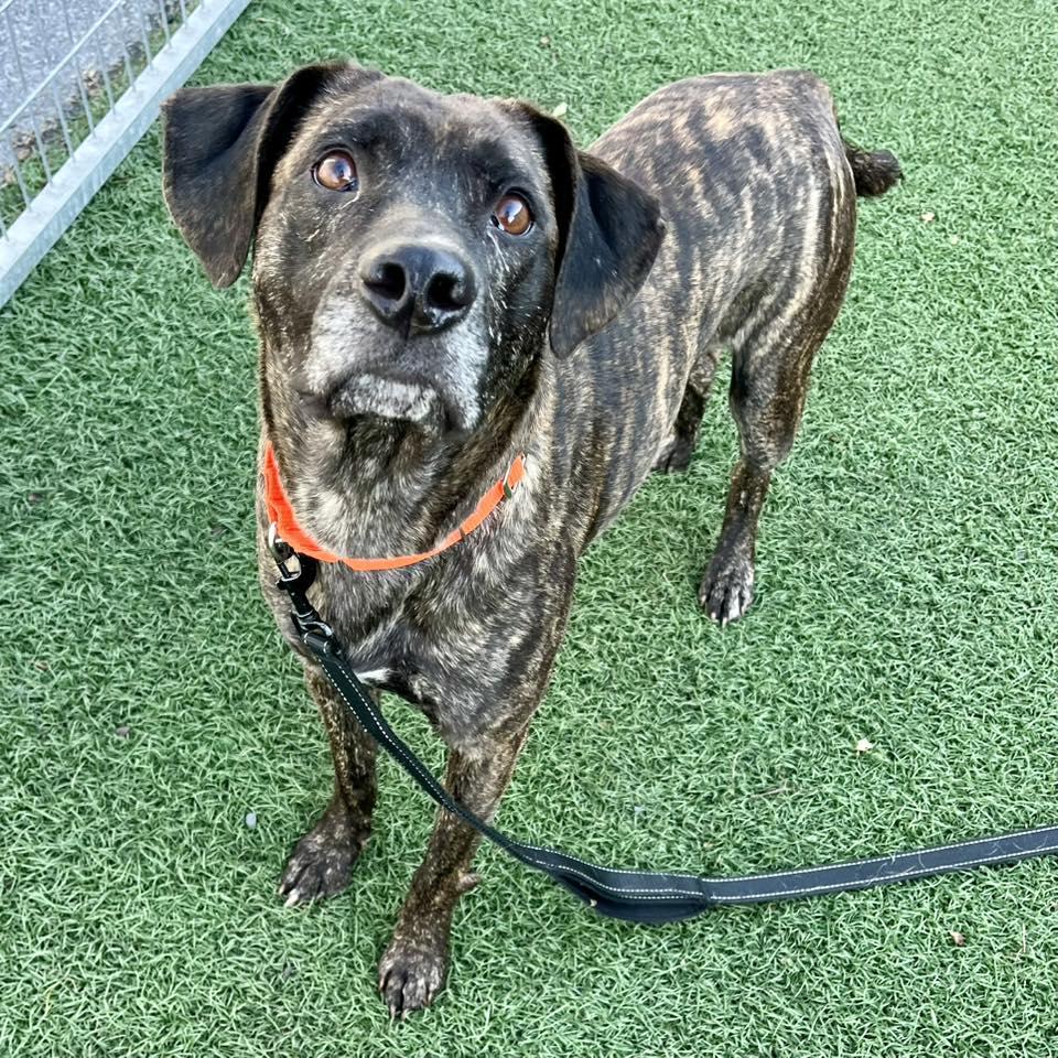 Enlarge Billy Ray, an adopted mixed breed in Whitehall, PA image 2/3