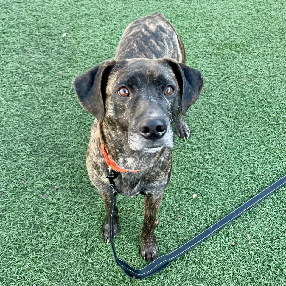 Enlarge Billy Ray, an adopted mixed breed in Whitehall, PA image 3/3