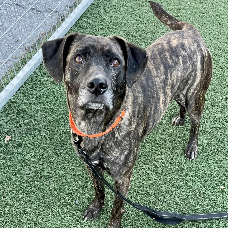 Billy Ray, adopted, Adult Male Labrador Retriever & Plott Hound.