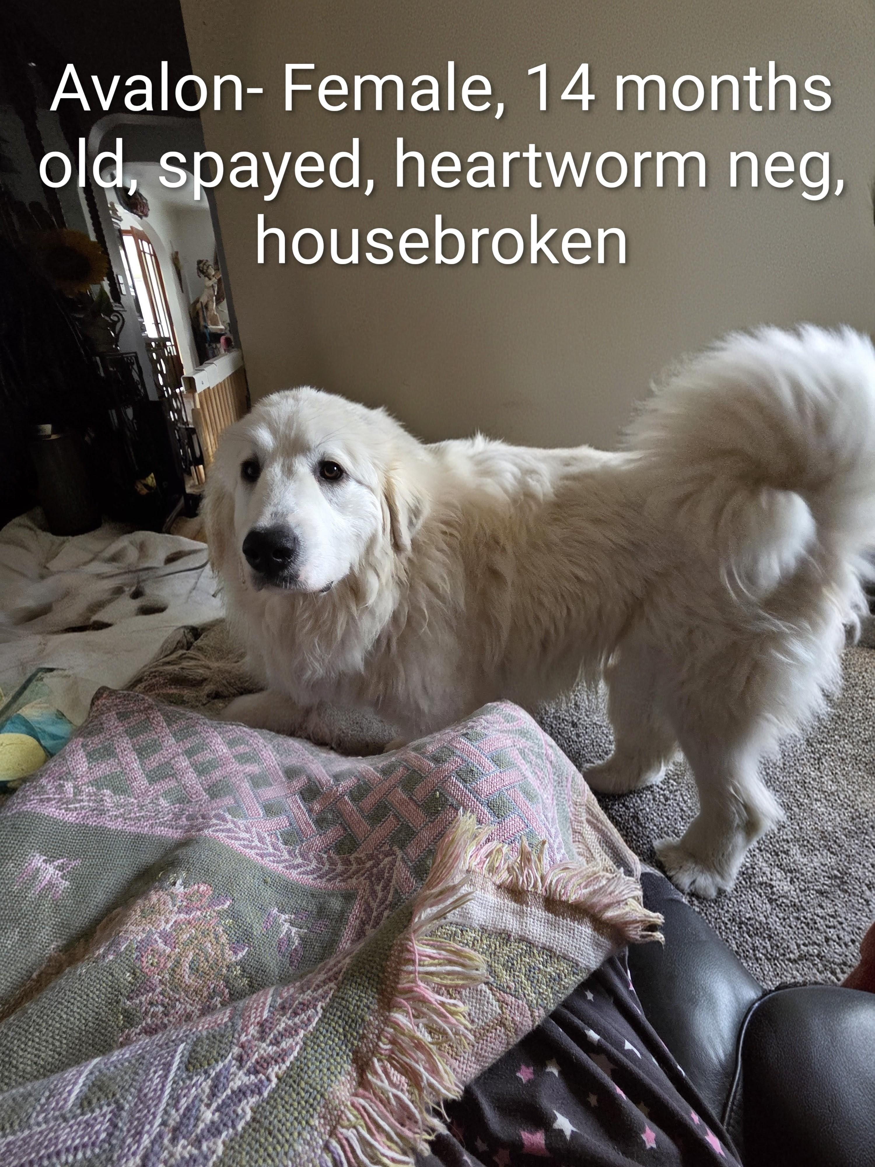 Enlarge Avalon Courtesy Listed, a ADOPTABLE Great Pyrenees in Midland, MI image 1/1