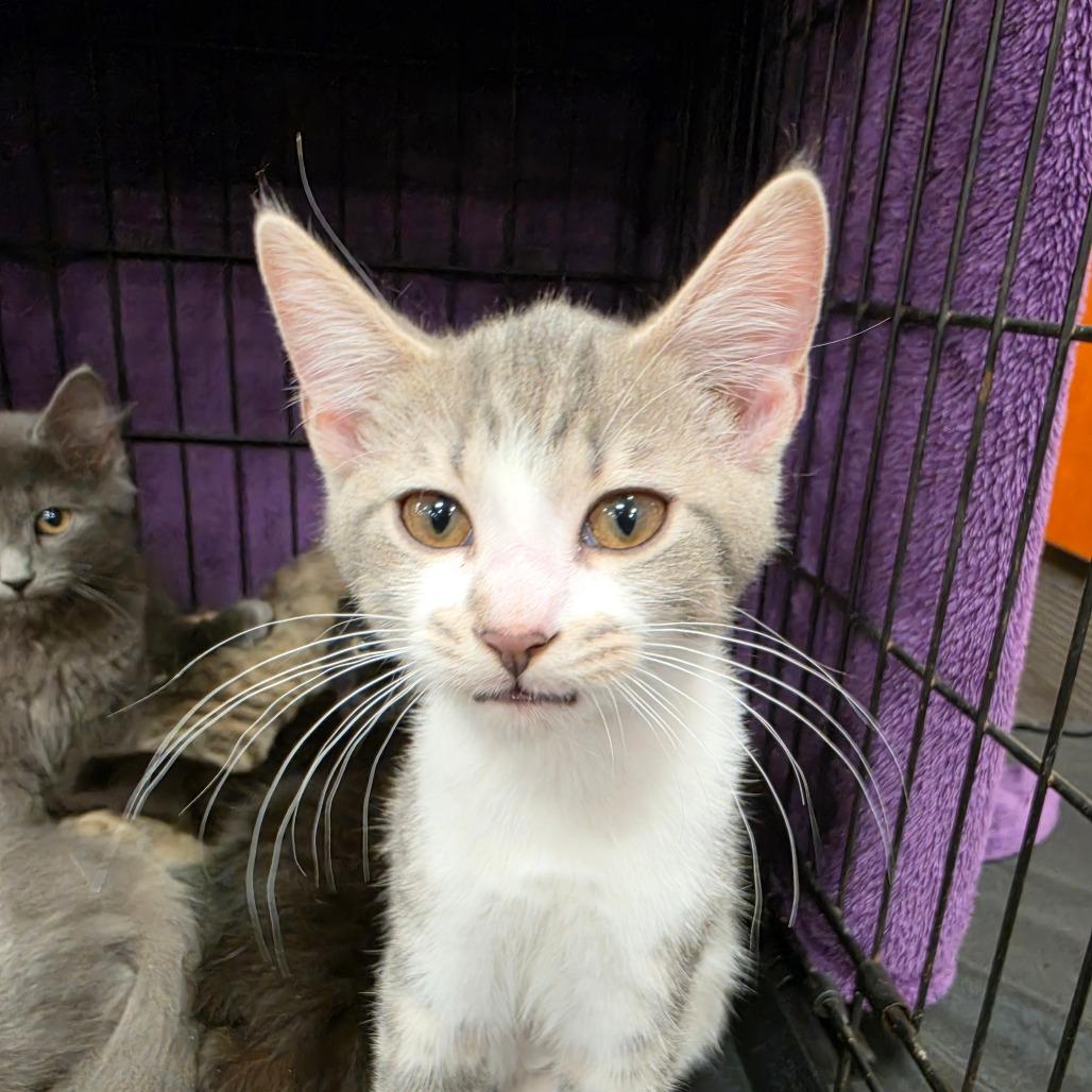 Cricket, Adoptable, Kitten Male Domestic Short Hair.