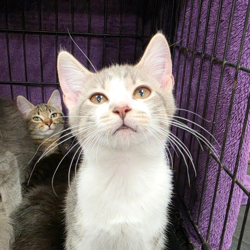 Enlarge Cricket, a Adoptable Domestic Short Hair in Canton, NC image 2/4