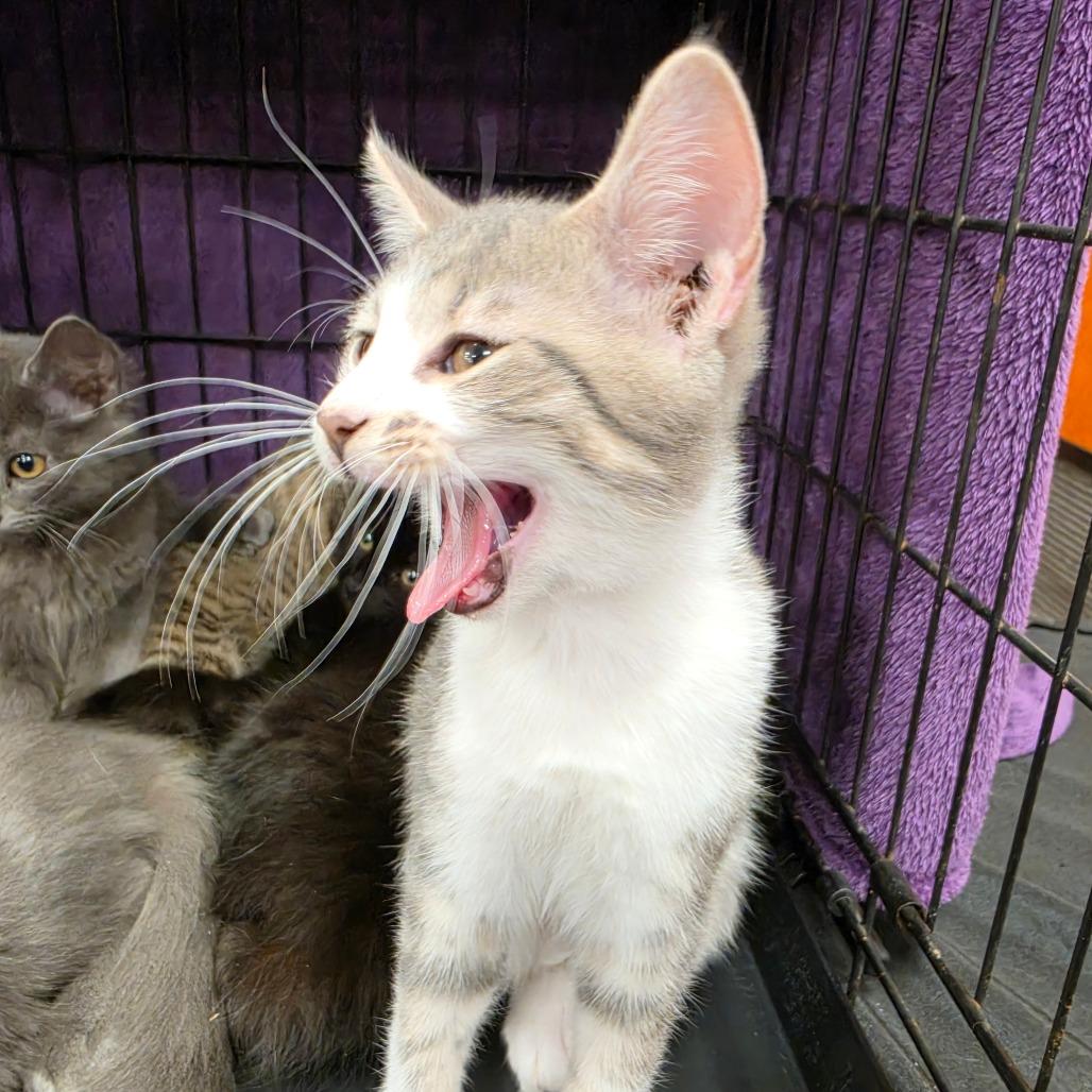 Enlarge Cricket, a Adoptable Domestic Short Hair in Canton, NC image 3/4