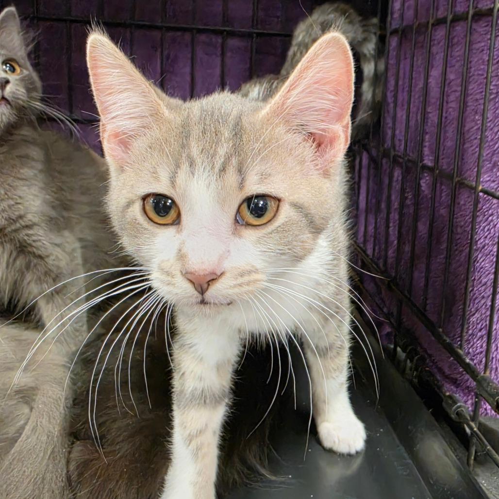 Enlarge Cricket, a Adoptable Domestic Short Hair in Canton, NC image 4/4
