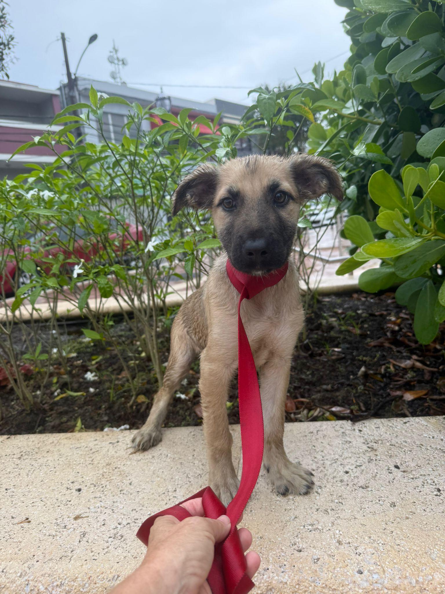 Enlarge SARAH - SO sweet!!, a Adoptable mixed breed in Shady Side, MD image 4/6