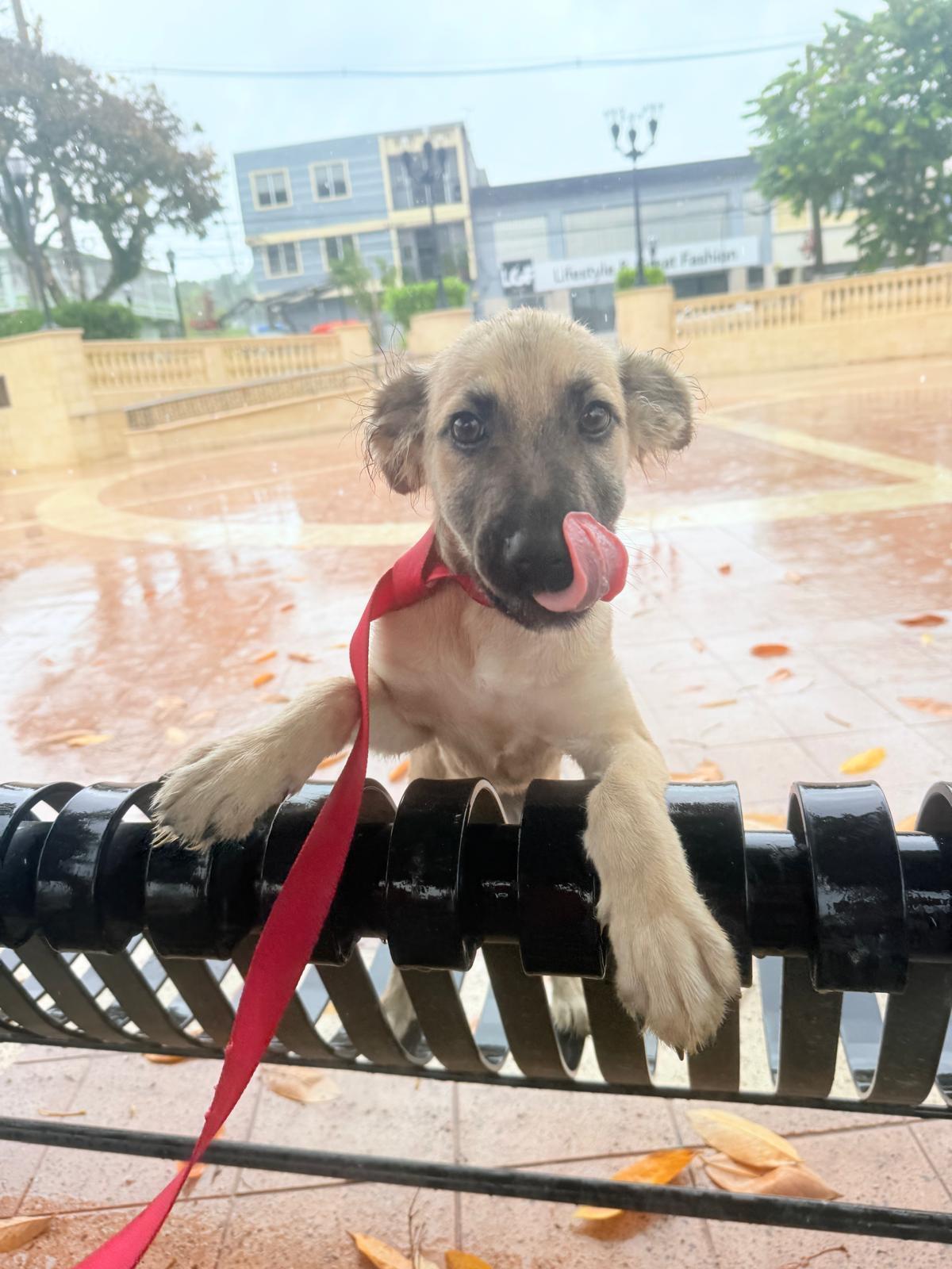 Enlarge SARAH - SO sweet!!, a Adoptable mixed breed in Shady Side, MD image 3/6