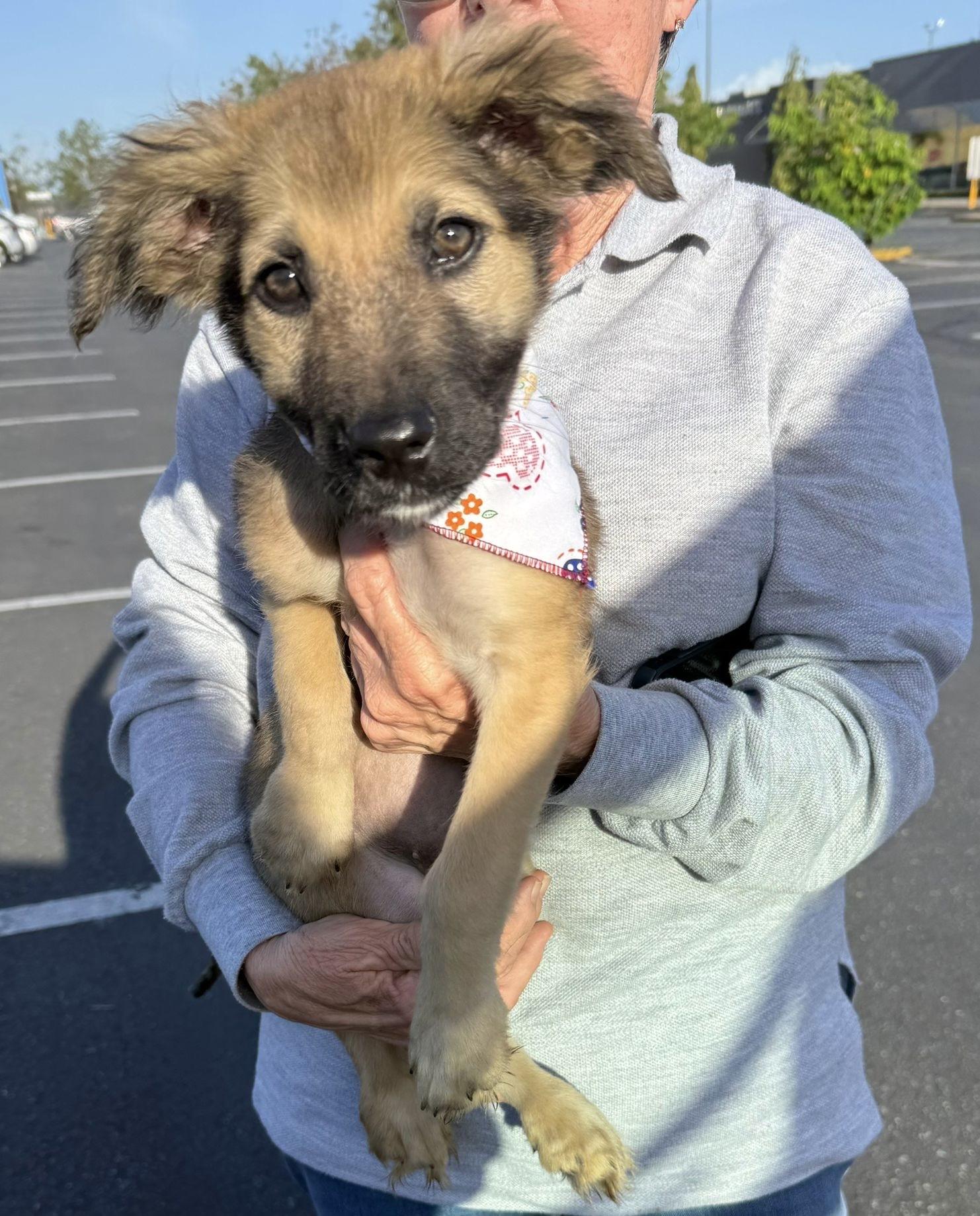 SARAH - SO sweet!!, Adoptable, Puppy Female Golden Retriever & Shepherd.