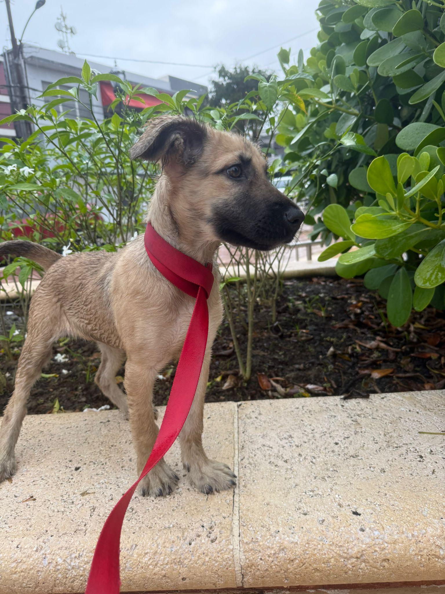 Enlarge SARAH - SO sweet!!, a Adoptable mixed breed in Shady Side, MD image 6/6