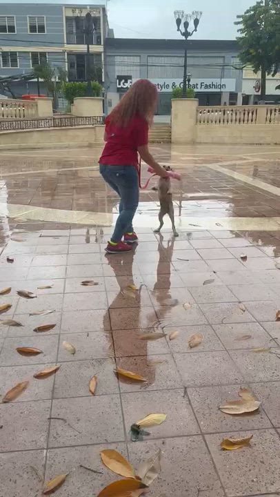 Enlarge SARAH - SO sweet!!, a Adoptable mixed breed in Shady Side, MD video 5/6