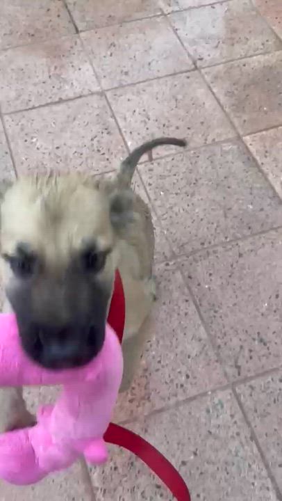 Enlarge SARAH - SO sweet!!, a Adoptable mixed breed in Shady Side, MD video 2/6