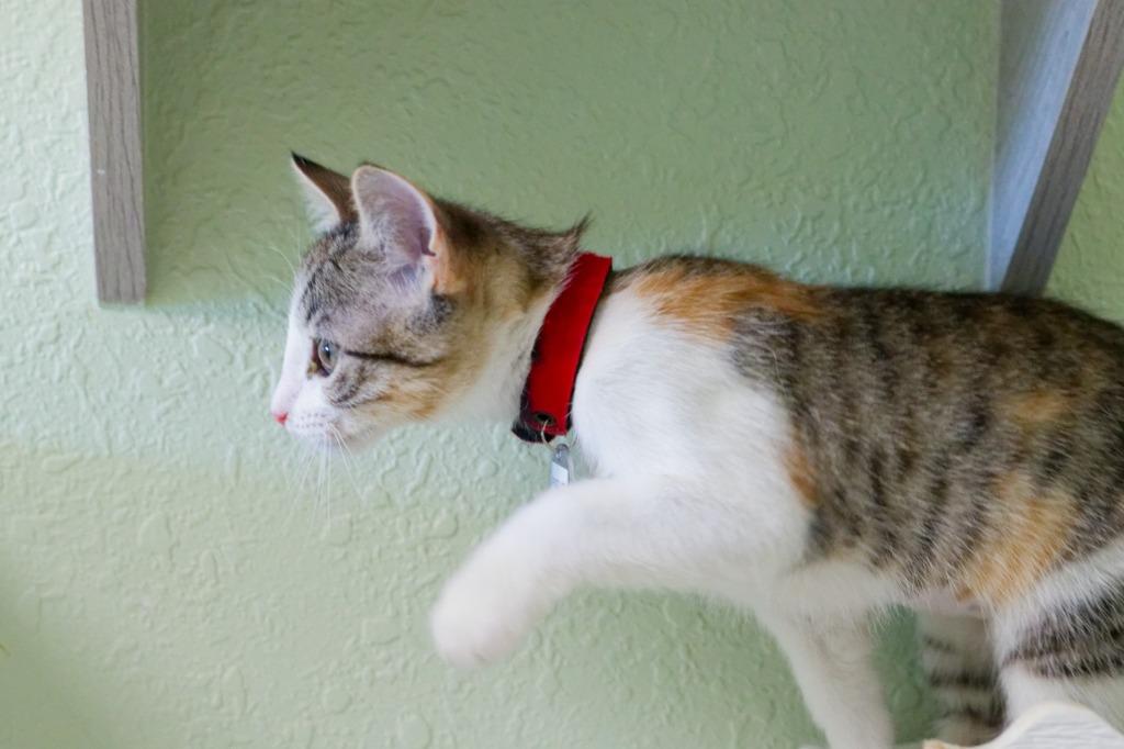 Enlarge Piglet, a Adoptable Manx in Hot Springs, AR image 1/6