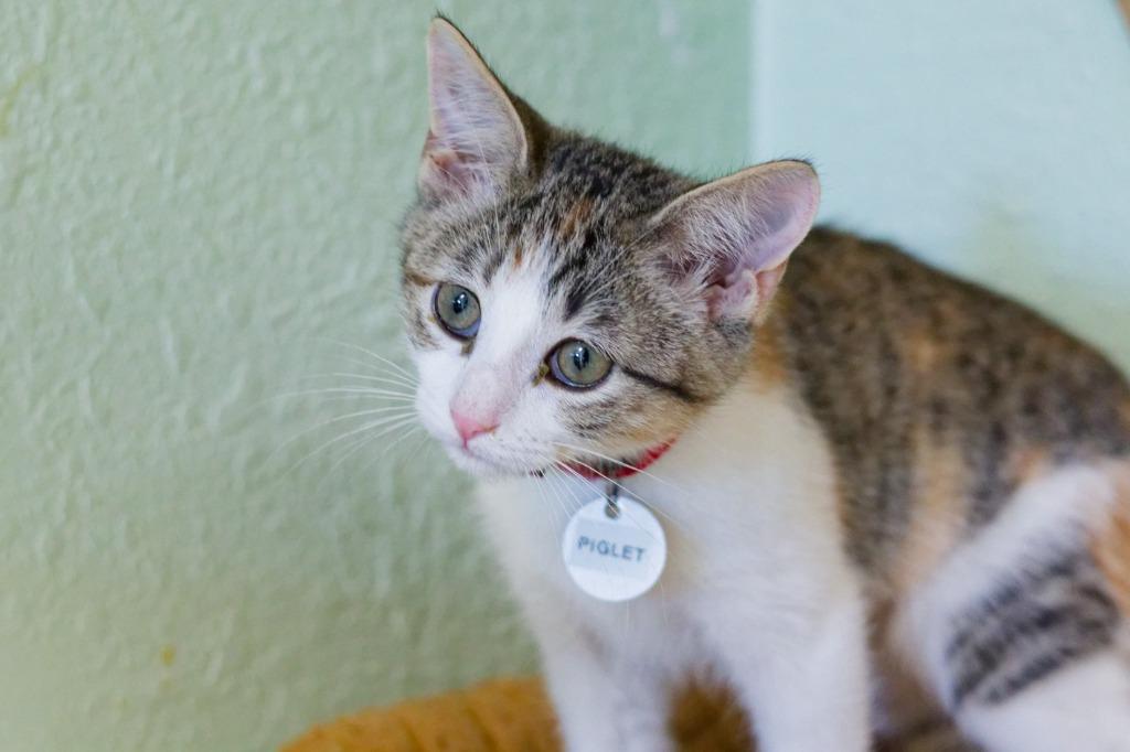Enlarge Piglet, a Adoptable Manx in Hot Springs, AR image 2/6