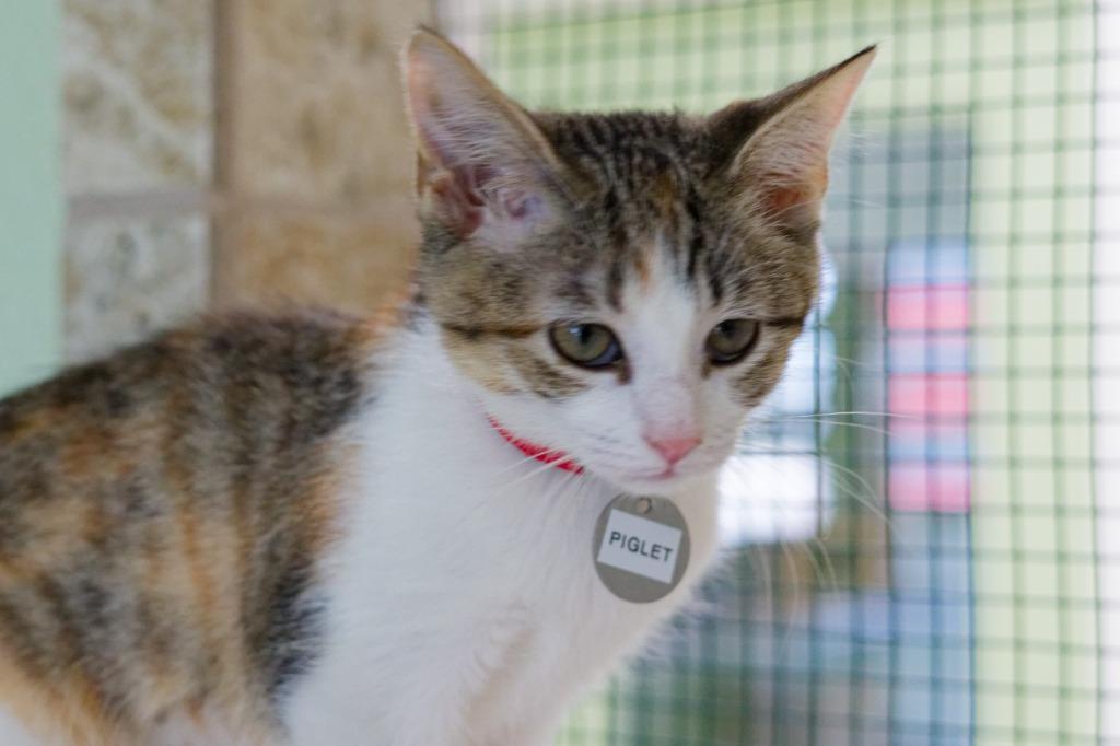 Enlarge Piglet, a Adoptable Manx in Hot Springs, AR image 3/6