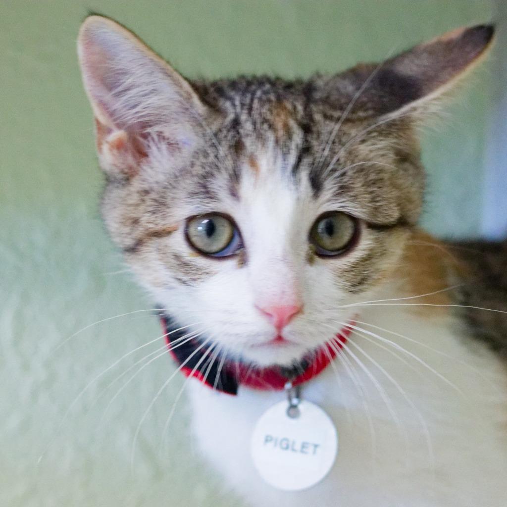 Enlarge Piglet, a Adoptable Manx in Hot Springs, AR image 4/6