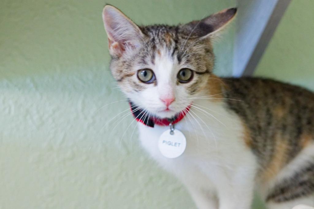 Enlarge Piglet, a Adoptable Manx in Hot Springs, AR image 5/6