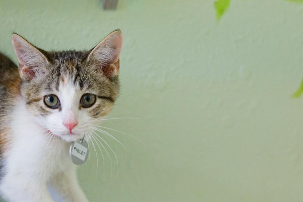 Enlarge Piglet, a Adoptable Manx in Hot Springs, AR image 6/6