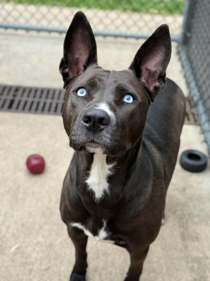 Zatanna, a ADOPTABLE mixed breed in Chicago, IL image 1/5