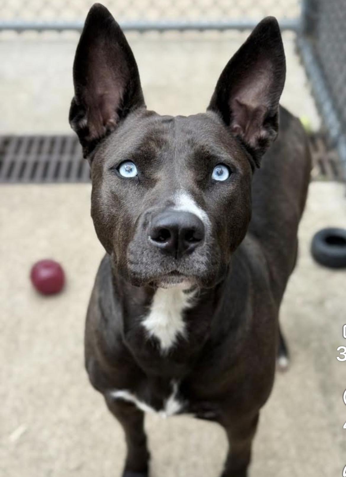 Zatanna, a ADOPTABLE mixed breed in Chicago, IL image 2/5