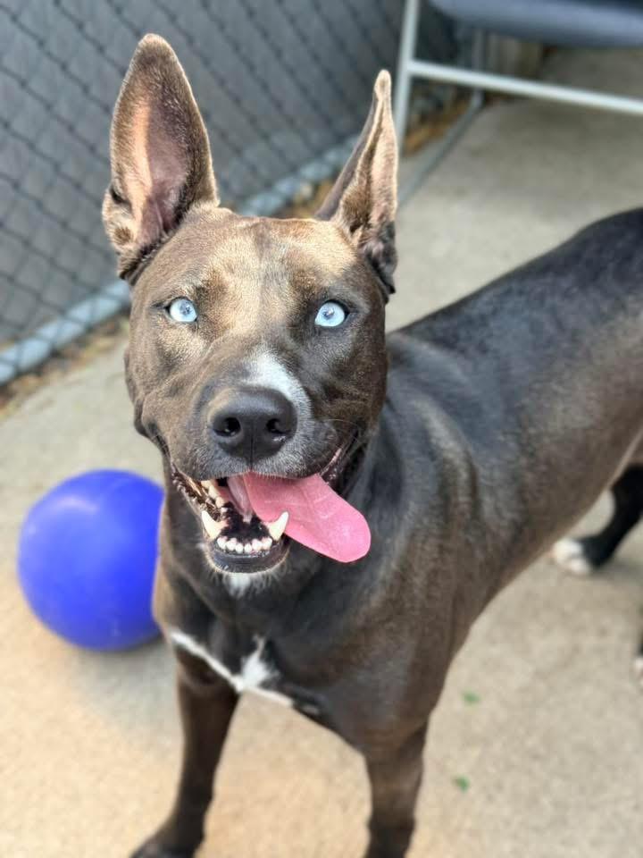 Zatanna, a ADOPTABLE mixed breed in Chicago, IL image 3/5