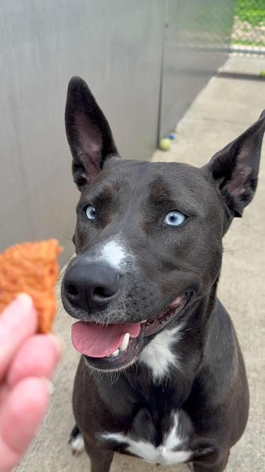 Zatanna, a ADOPTABLE mixed breed in Chicago, IL image 4/5
