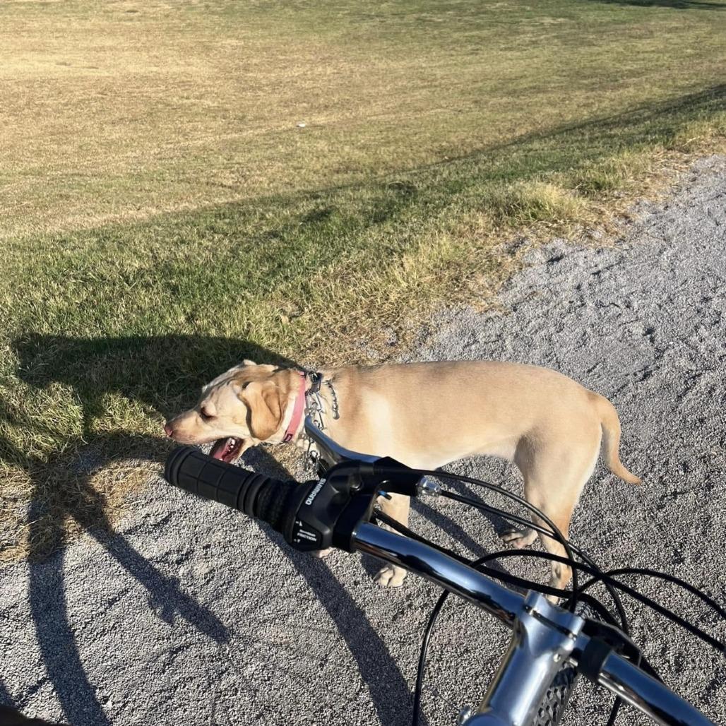 Stella, Adoptable, Adult Female Labrador Retriever.