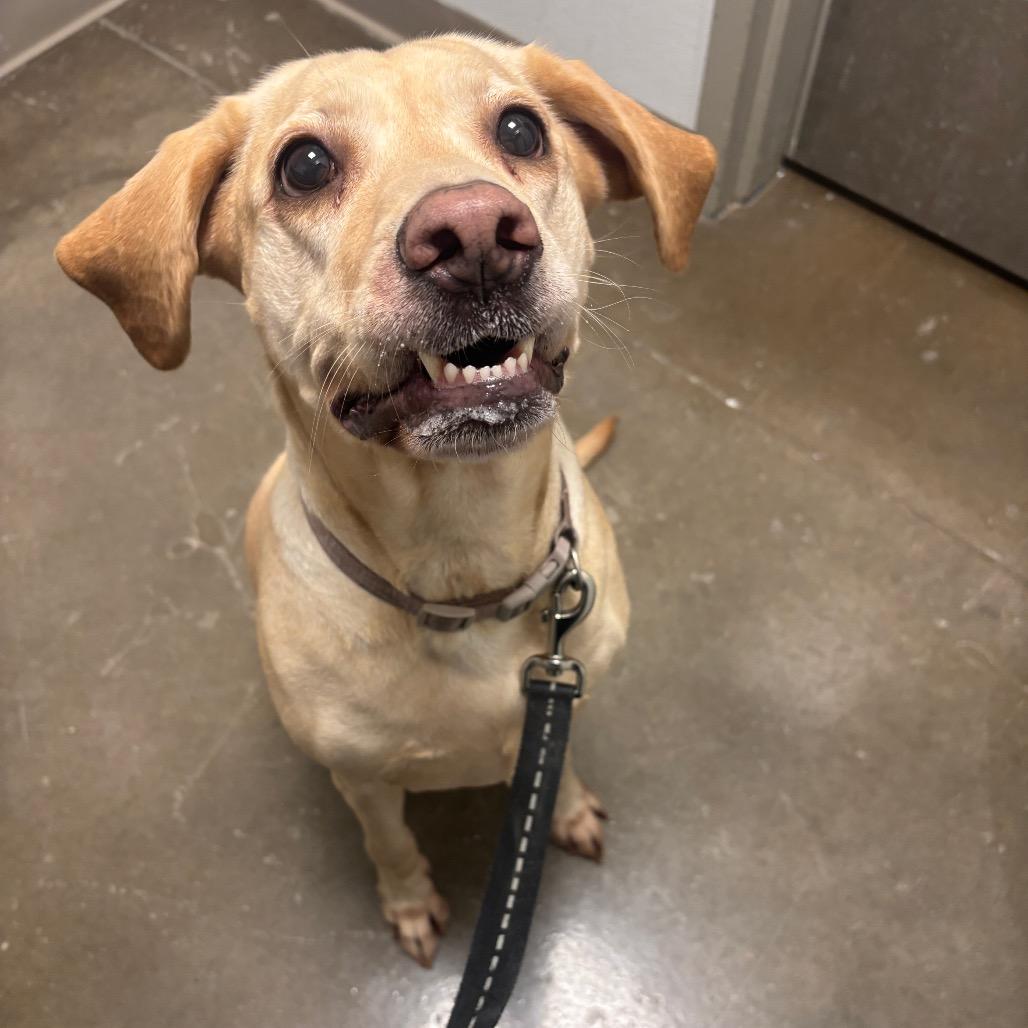 Enlarge Stella, a Adoptable mixed breed in Tulsa, OK image 2/6