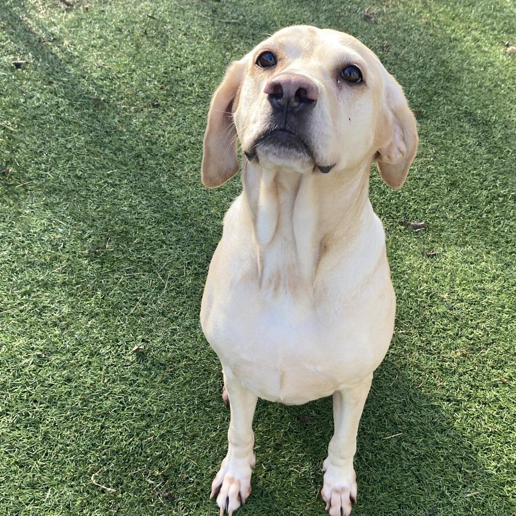 Enlarge Stella, a Adoptable mixed breed in Tulsa, OK image 5/6