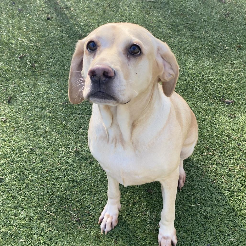 Enlarge Stella, a Adoptable mixed breed in Tulsa, OK image 6/6