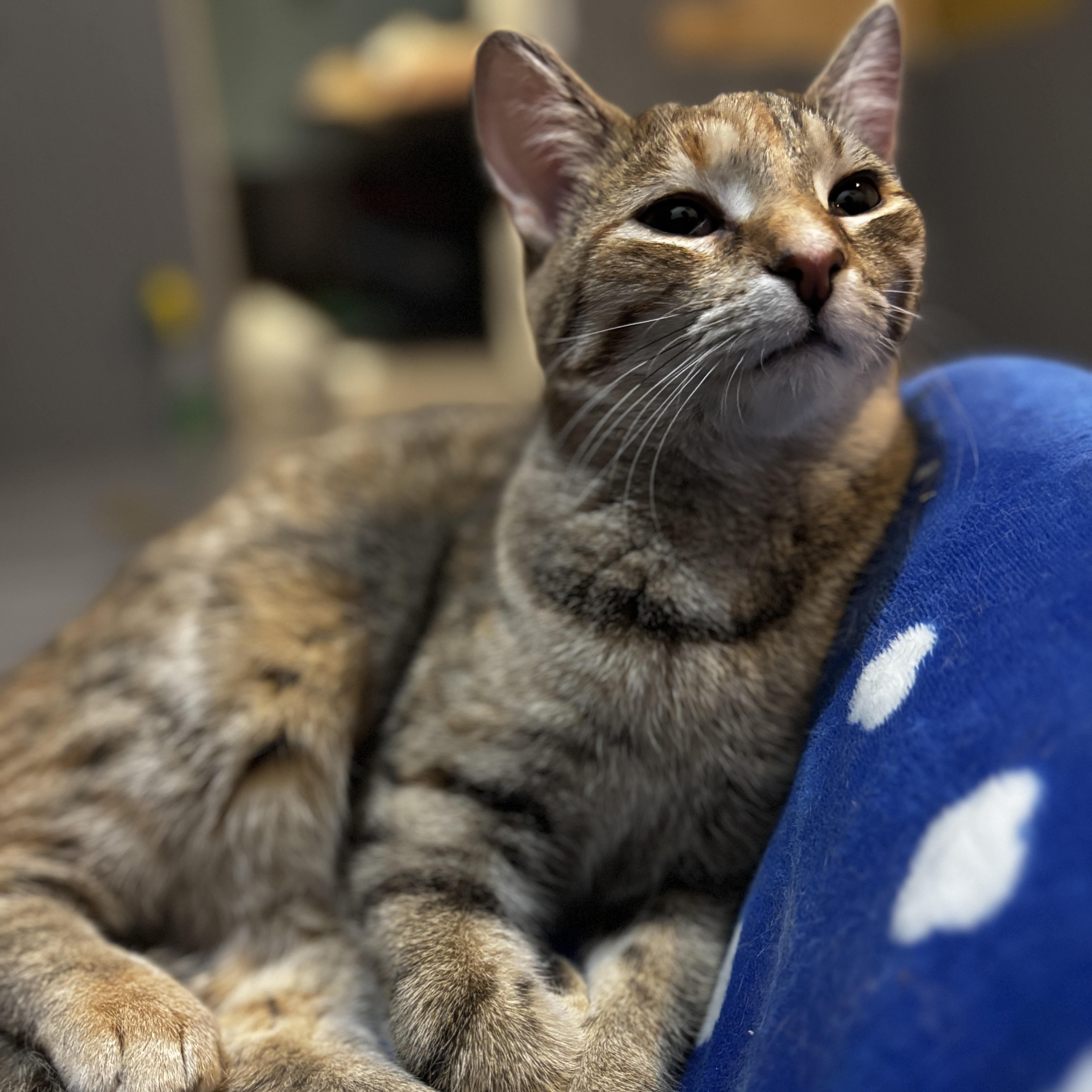 YVES, a ADOPTABLE Torbie in Shakespeare, ON image 2/3