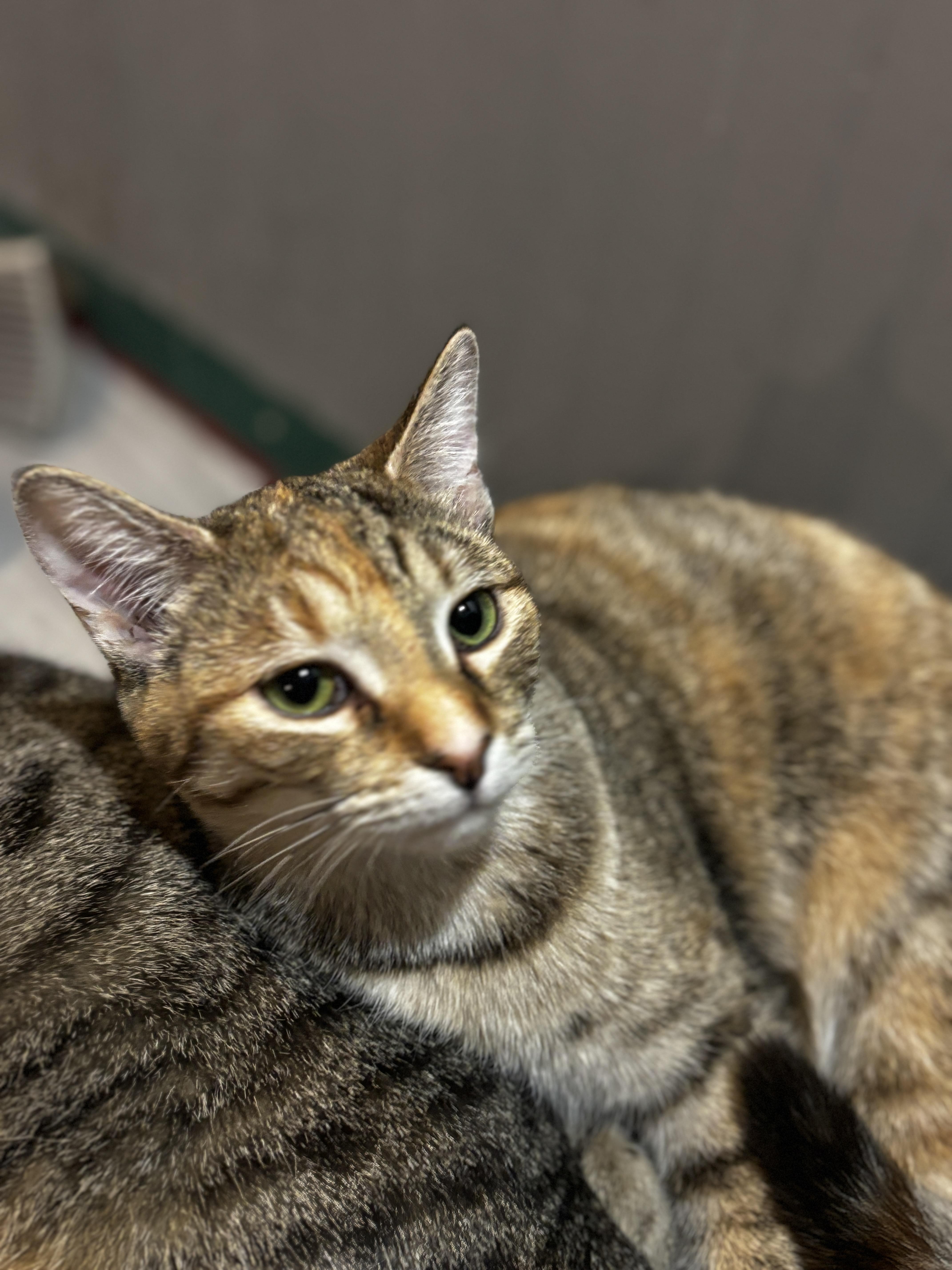 YVES, ADOPTABLE, Kitten Female Torbie.