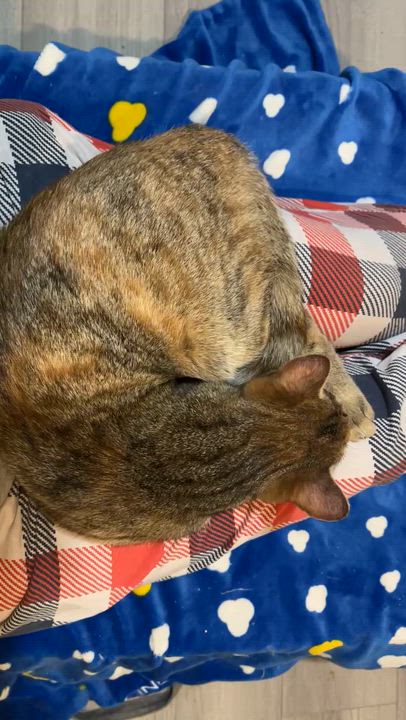 Enlarge YVES, a ADOPTABLE Torbie in Shakespeare, ON video 3/3