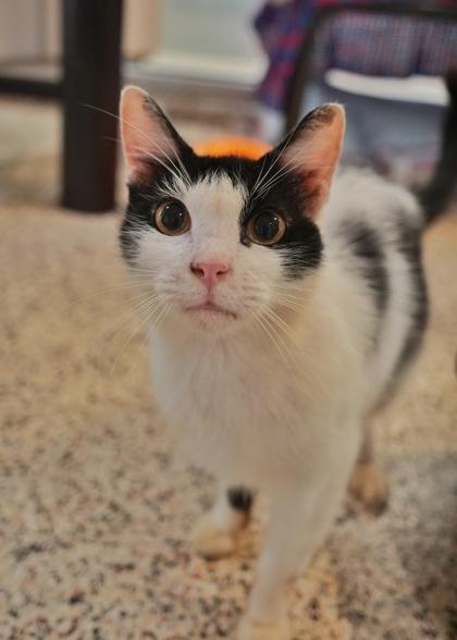Woodsy 63999, Adoptable, Adult Male Domestic Short Hair & Domestic Short Hair.