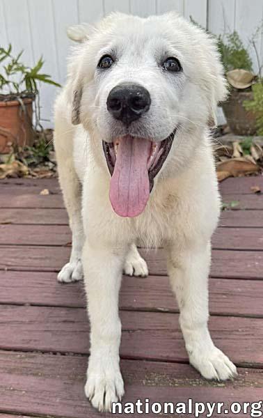 Enlarge Sparky in FL - Loves French Fries & Toys!, an adopted Great Pyrenees in Orlando, FL image 2/4