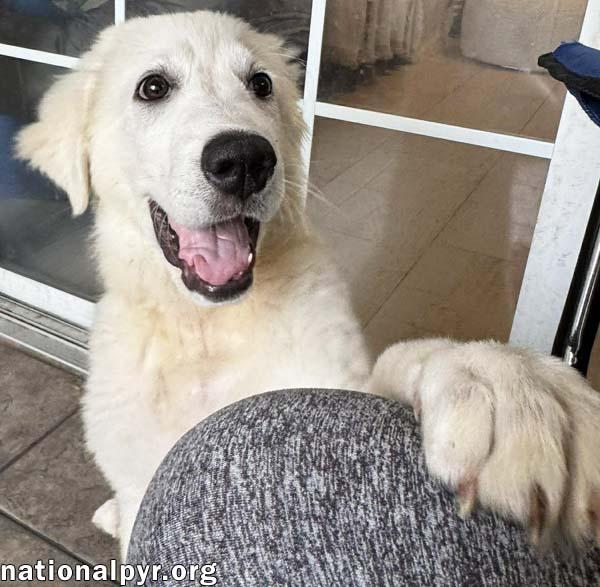 Enlarge Sparky in FL - Loves French Fries & Toys!, an adopted Great Pyrenees in Orlando, FL image 3/4