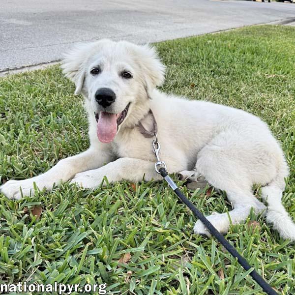 Sparky in FL - Loves French Fries & Toys!, adopted, Puppy Male Great Pyrenees.