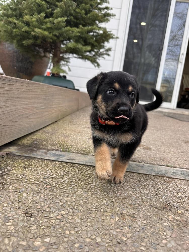 Siggy aka Red Collar with Leaves, Adoptable, Puppy Female German Shepherd Dog.