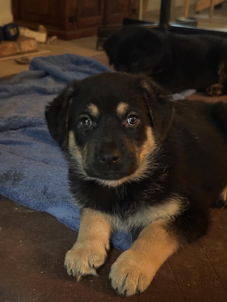 Enlarge Siggy aka Red Collar with Leaves, a Adoptable mixed breed in Davis, CA image 3/6