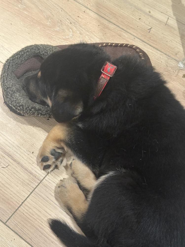 Enlarge Siggy aka Red Collar with Leaves, a Adoptable mixed breed in Davis, CA image 4/6