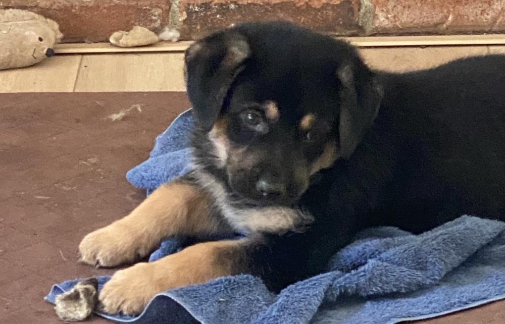 Enlarge Siggy aka Red Collar with Leaves, a Adoptable mixed breed in Davis, CA image 5/6